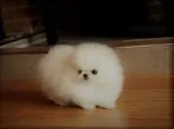  male/female pomeranian pups