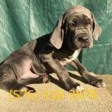 Xdgt neapolitan mastiff puppies for sale