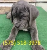 Dfju neapolitan mastiff puppies for sale