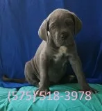 Hkgw neapolitan mastiff puppies for sale