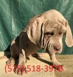 Zqmb neapolitan mastiff puppies for sale