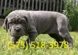 Gmrf neapolitan mastiff puppies for sale