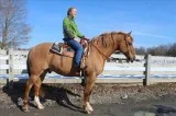 Big ben 8 yr belgian cross gelding 163 