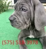 Shek neapolitan mastiff puppies for sale