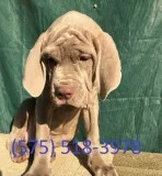 Agiy neapolitan mastiff puppies for sale
