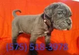 Fspl neapolitan mastiff puppies for sale