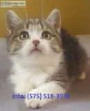 Jmflp munchkin kittens for sale