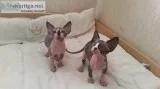 Sphynx kitten 16 weeks old male and fema
