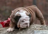 Improbable english bulldog puppies