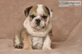 Unbelievable english bulldog puppies
