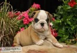 Incredible english-bulldog puppies