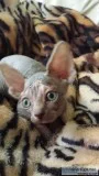 Very attractive sphynx kittens