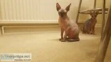 Fantastic sphynx kittens