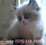 Cskfj munchkin kittens for sale