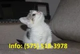 Dhjjw munchkin kittens for sale 