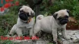 Kia pug puppies (412) 998-1471 