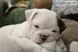 English bulldog puppies