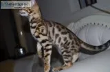 Tica registered beautiful bengal kittens