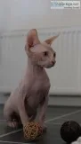 Astonishing sphynx kittens
