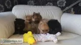 Black and sable pomeranian puppies