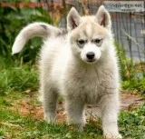 Sft siberian husky puppies 