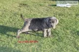 Hia neapolitan mastiff puppies