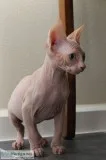 Exceptional pedigree sphynx kittens
