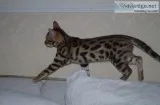 Adorable and beautiful bengal