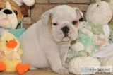 Aesthetic english bulldog 