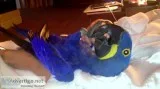 Blue macaw, scarlet macaws