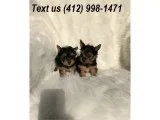 2ks quality doll face yorkie puppies
