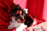 Kla colorful biewer yorkshire terriers 