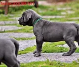 Great dane puppies
