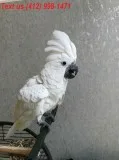 Umbrella cockatoo parrots 