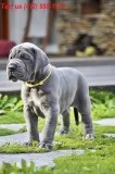 3x full blood great dane puppies