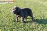 Cvc gorgeous neapolitan mastiff puppies