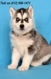 Kitf pure breed siberian husky 