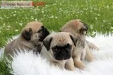 7hi quality pug puppies available