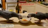 Kioa healthy african grey parrot 