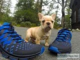 Home raised well-loved french bulldog pu
