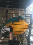Charming talking macaw parrots for kids