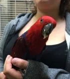  red sided eclectus