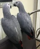 Well-socialized and tame birds