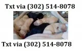 Fvgt labrador retriever puppies availa