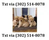 Dcvf labrador retriever puppies availab
