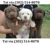 Eret reg labrador retriever available