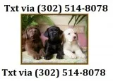 Top class labrador retriever puppies ava