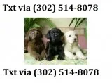 Bvazxs labrador retriever pups available