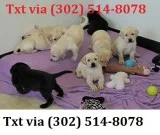 Bnuytt talented labrador retriever pupz