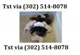 Vgyt super labrador retriever puppies a